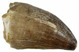 Large, Fossil Mosasaur (Prognathodon) Tooth - Morocco #261866-1